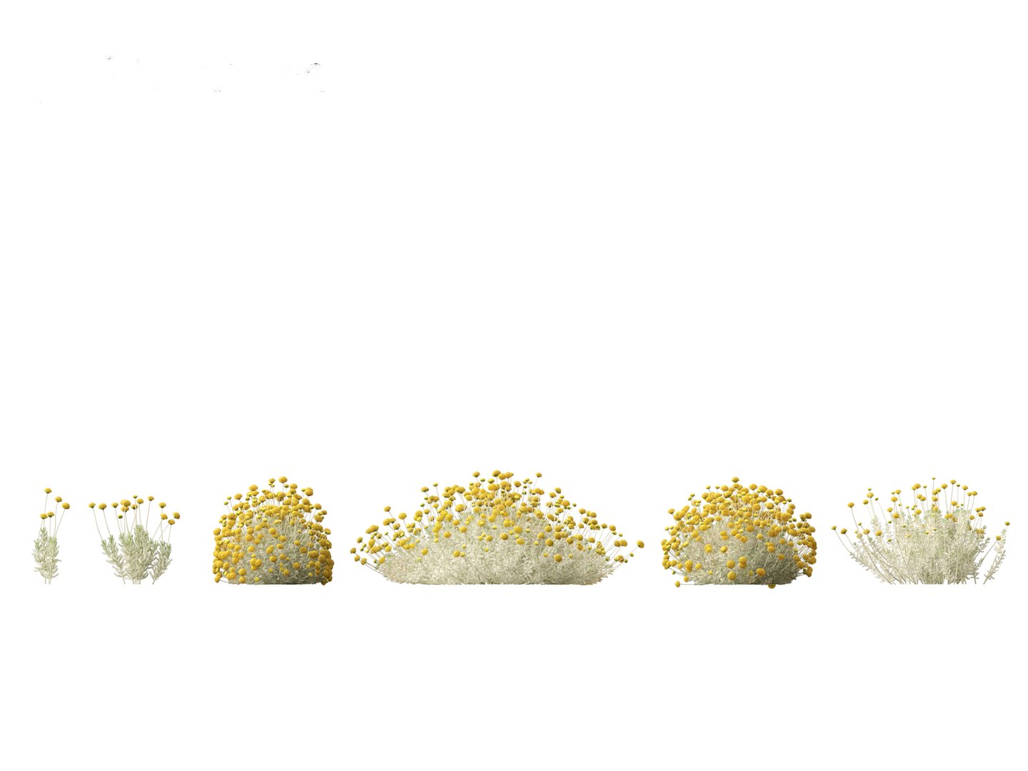3D Santolina chamaecyparissus - Cotton Lavender model https://p.turbosquid.com/ts-thumb/9P/ah7JmZ/8N/santolinachamaecyparissus015/jpg/1698413339/1920x1080/fit_q87/5538ac8aa10bc7b5f2486542f80489e85a374a7e/santolinachamaecyparissus015.jpg
