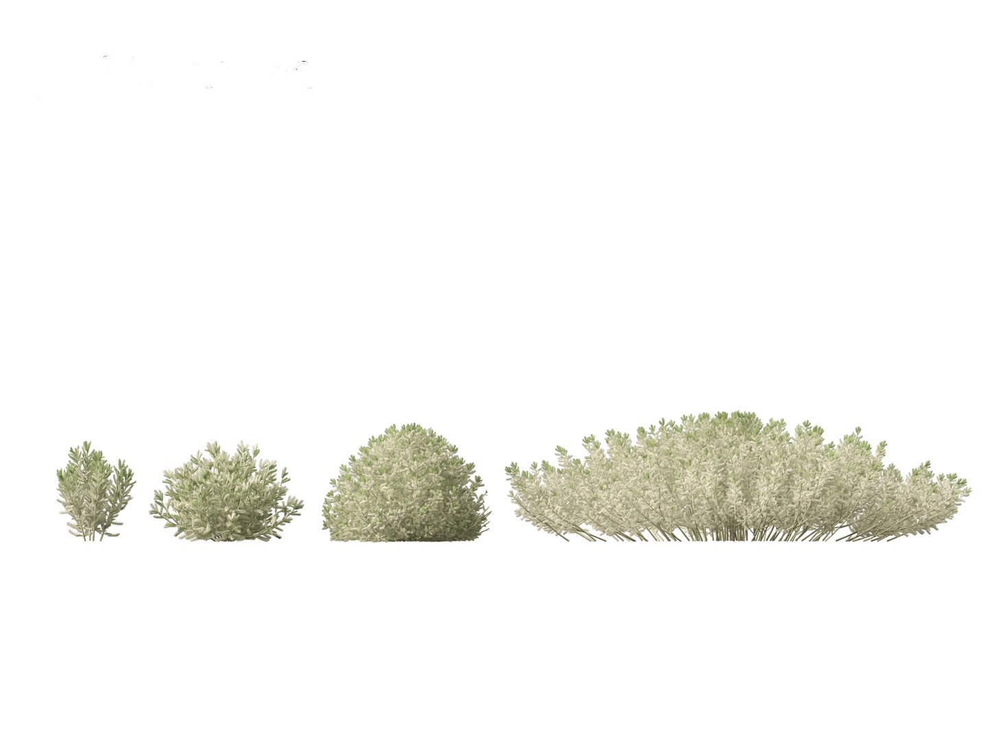 3D Santolina chamaecyparissus - Cotton Lavender model https://p.turbosquid.com/ts-thumb/9P/ah7JmZ/E0/santolinachamaecyparissus014/jpg/1698413333/1920x1080/fit_q87/0aa727924a118dfe179fce0cc742dab9c97f6034/santolinachamaecyparissus014.jpg