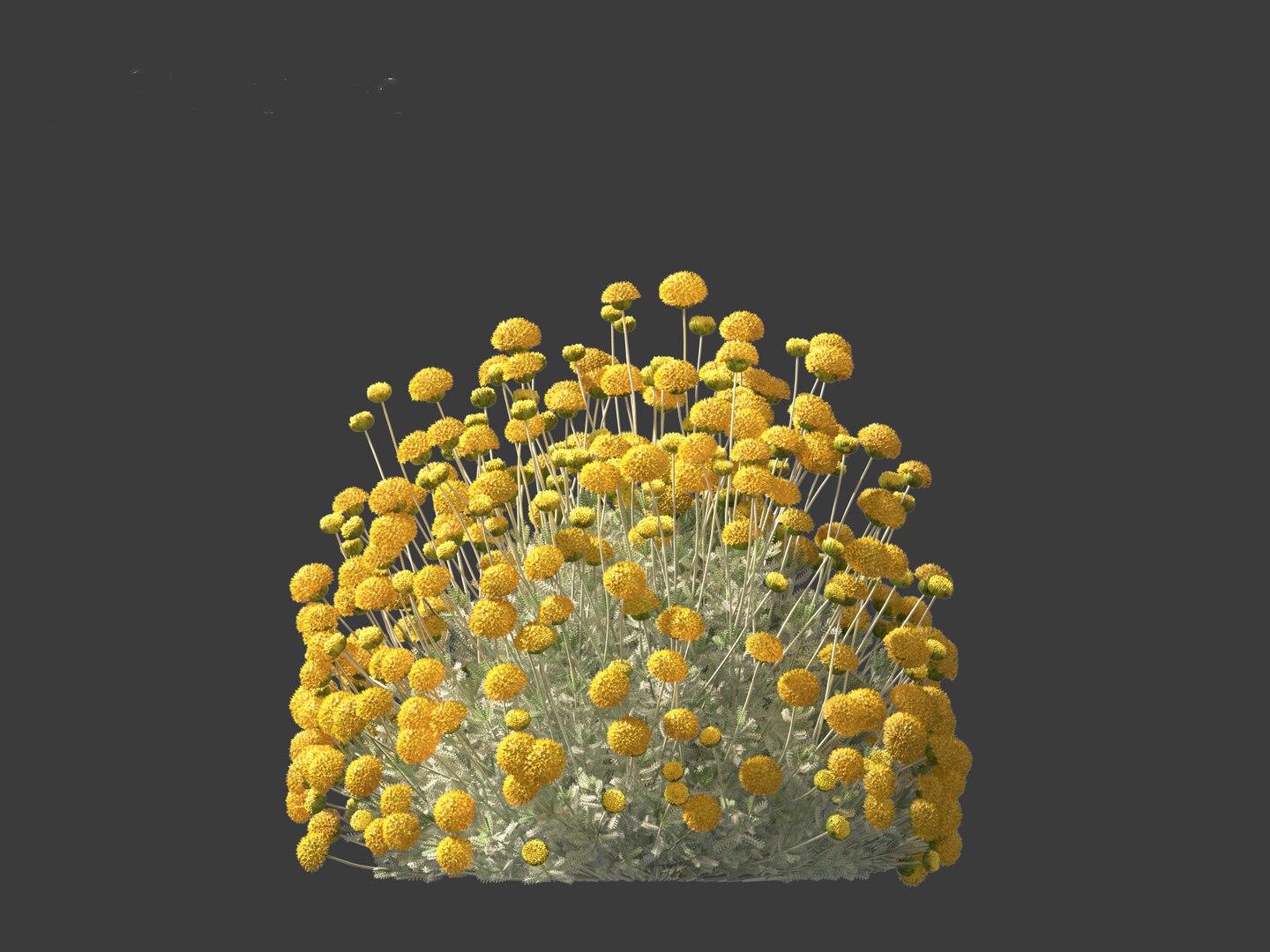 3D Santolina chamaecyparissus - Cotton Lavender model https://p.turbosquid.com/ts-thumb/9P/ah7JmZ/Eb/santolinachamaecyparissus0110/jpg/1698413355/1920x1080/fit_q87/fc971454662932091fbedd4ea57422105516caaa/santolinachamaecyparissus0110.jpg