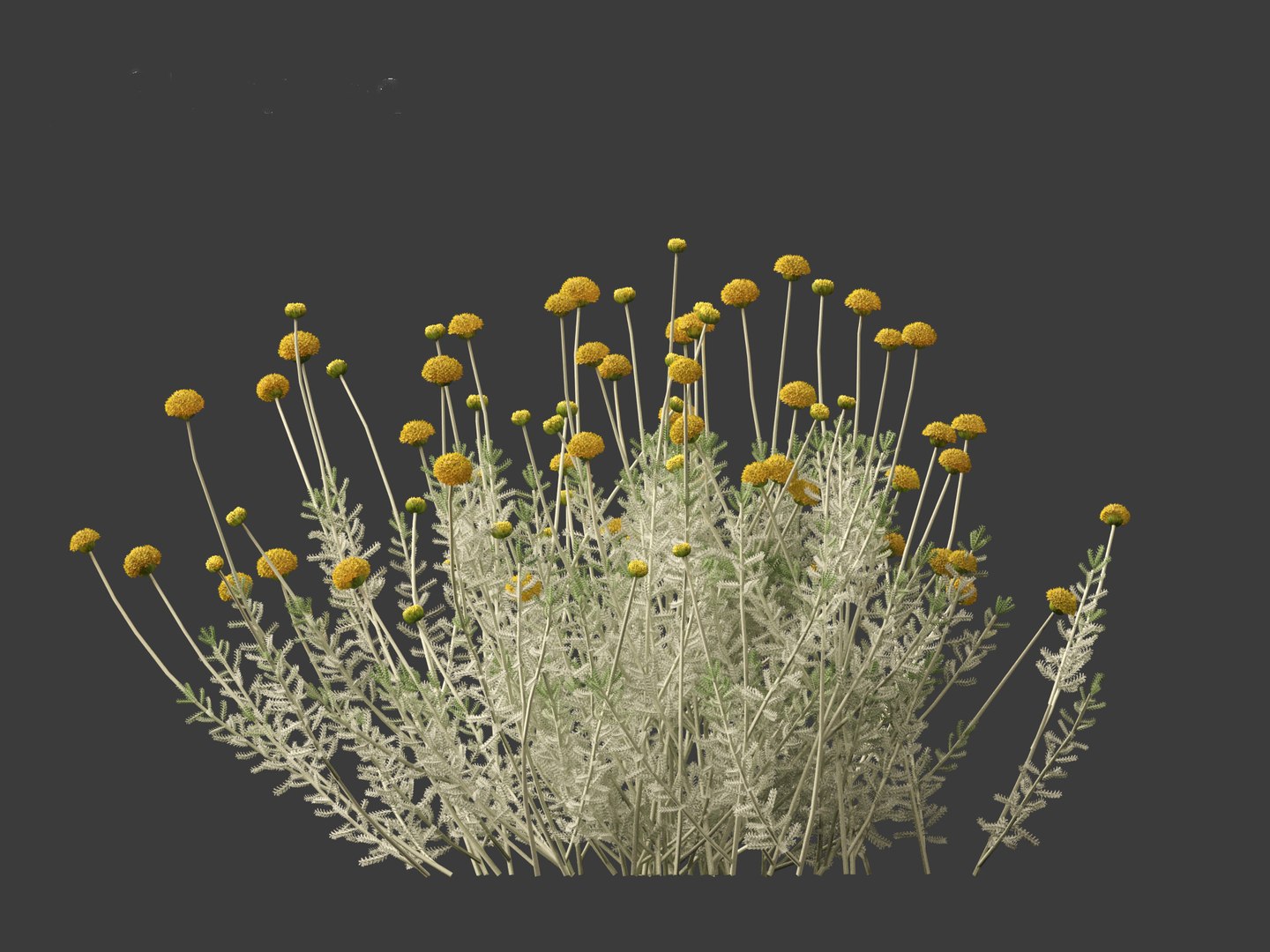 3D Santolina chamaecyparissus - Cotton Lavender model https://p.turbosquid.com/ts-thumb/9P/ah7JmZ/KF/santolinachamaecyparissus0113/jpg/1698413360/1920x1080/fit_q87/390d108a8c9a4af6e9f4b0768cb5e289f037a8ea/santolinachamaecyparissus0113.jpg