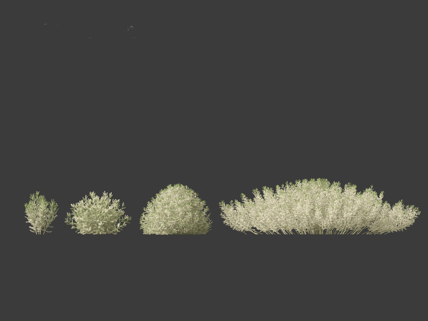 3D Santolina chamaecyparissus - Cotton Lavender model https://p.turbosquid.com/ts-thumb/9P/ah7JmZ/lv/santolinachamaecyparissus013/jpg/1698413331/1920x1080/fit_q87/894e32a8e56195d21046149c30a26a93e58de120/santolinachamaecyparissus013.jpg