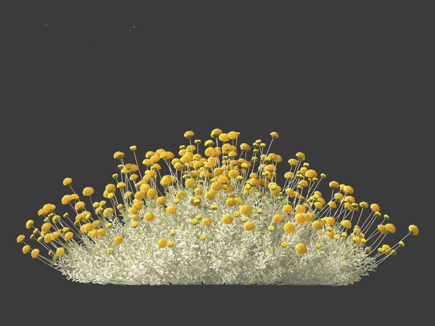 3D Santolina chamaecyparissus - Cotton Lavender model https://p.turbosquid.com/ts-thumb/9P/ah7JmZ/n2/santolinachamaecyparissus017/jpg/1698413348/1920x1080/fit_q87/ab3c1f68a8caaa3bcf0ababb3ddda72c997da5dd/santolinachamaecyparissus017.jpg