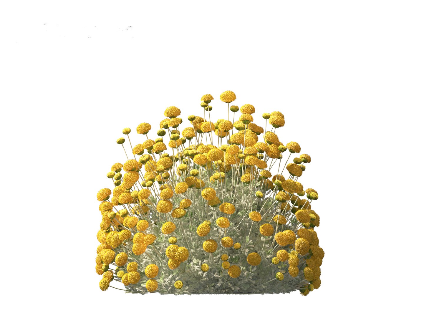 3D Santolina chamaecyparissus - Cotton Lavender model https://p.turbosquid.com/ts-thumb/9P/ah7JmZ/yq/santolinachamaecyparissus019/jpg/1698413353/1920x1080/fit_q87/68d979f6991199d25fcc69f5b09499b4483195cd/santolinachamaecyparissus019.jpg