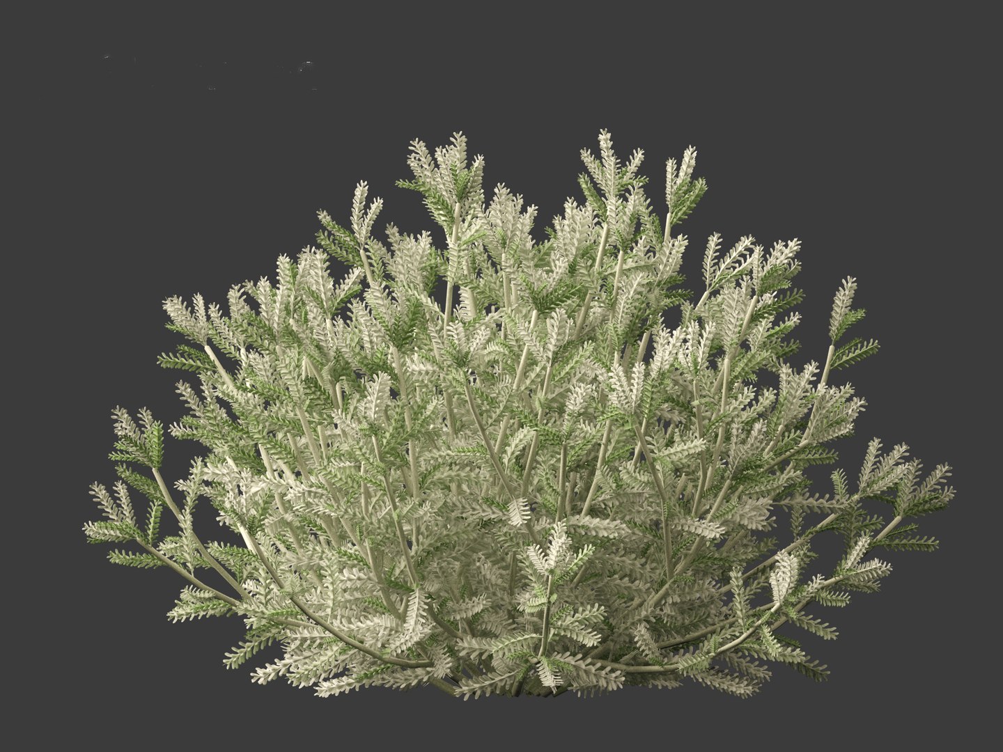 3D Santolina chamaecyparissus - Cotton Lavender model https://p.turbosquid.com/ts-thumb/9P/ah7JmZ/zV/santolinachamaecyparissus0112/jpg/1698413359/1920x1080/fit_q87/22e5a56000c9fead8278b795fe4886436b9b93ef/santolinachamaecyparissus0112.jpg