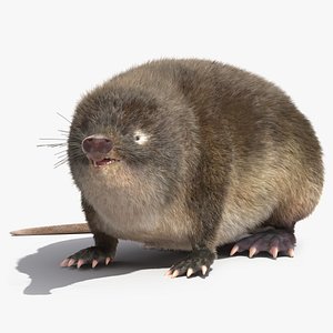 Desman Mammal Idle Pose Fur