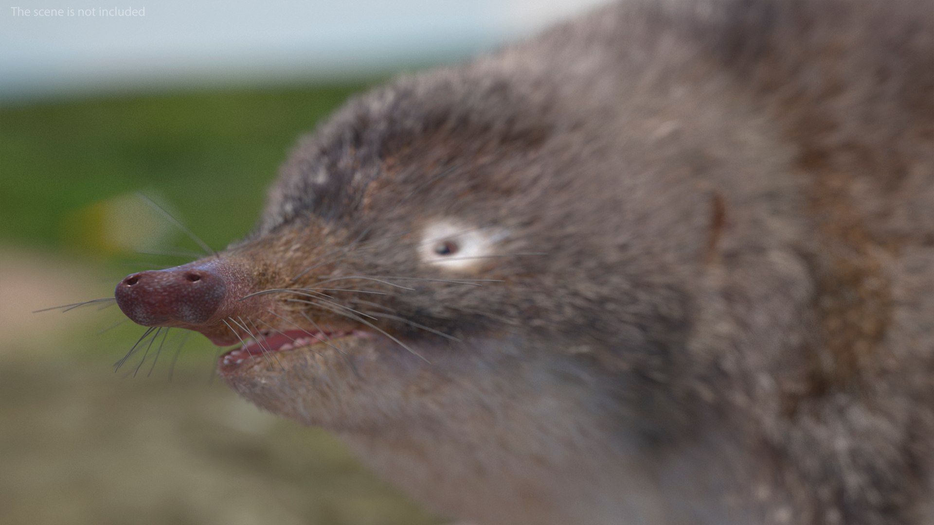 Desman Mammal Idle Pose Fur 3D Model - TurboSquid 2185798