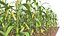 Corn 3D model
