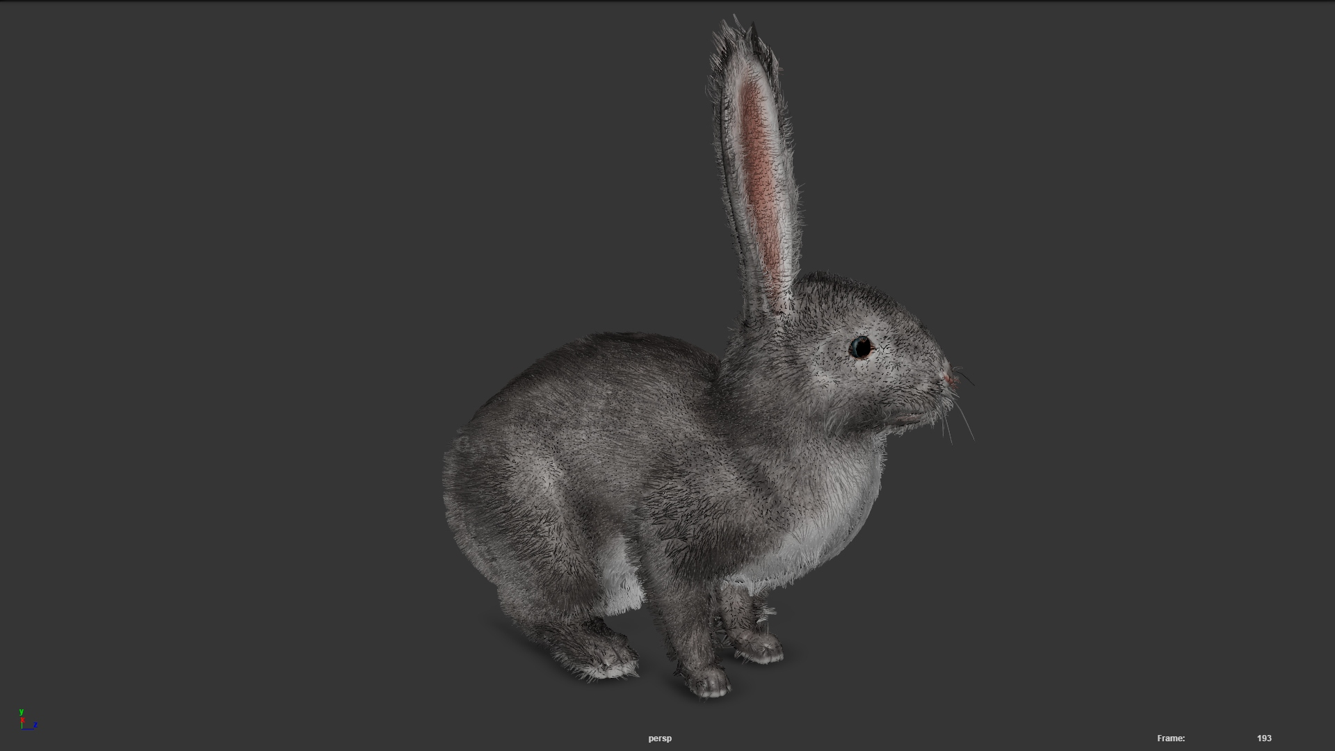 3D Dirty Rigged Rabbit With XGEN Fur For MAYA Arnold - TurboSquid 1988811