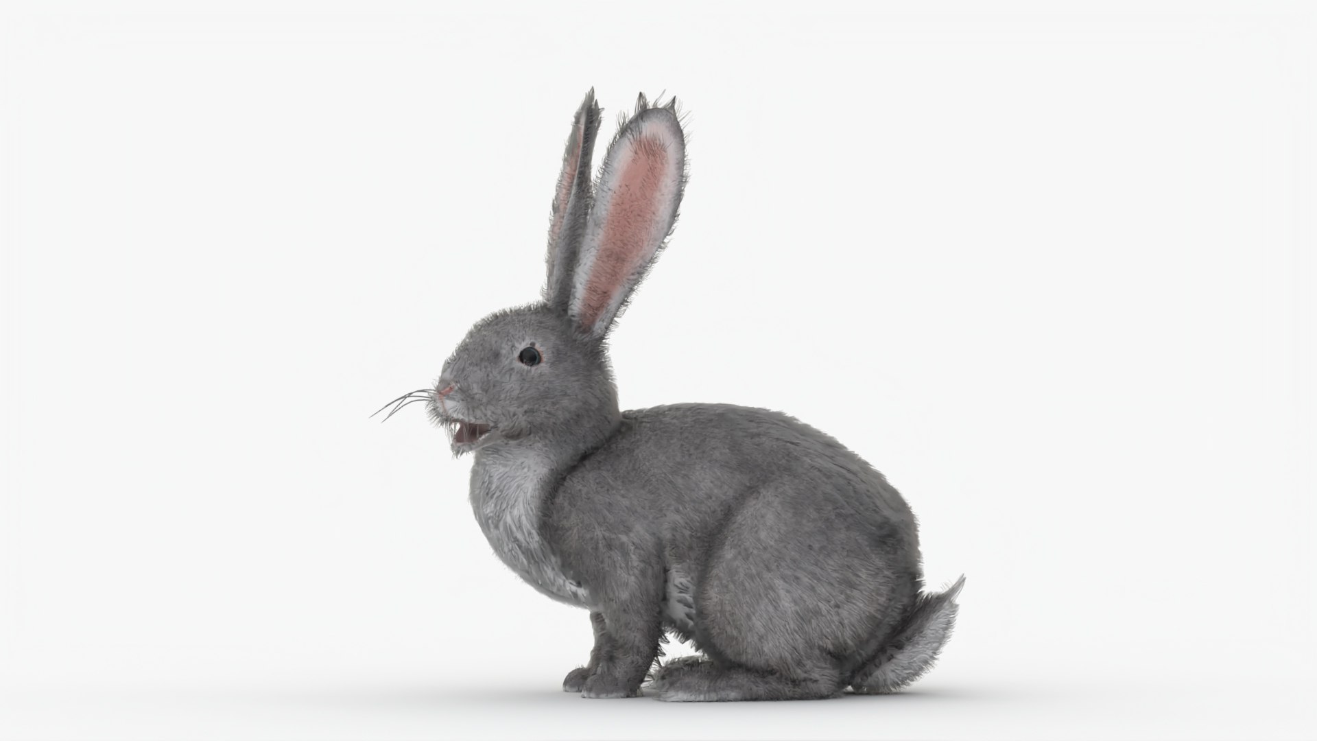 3D Dirty Rigged Rabbit With XGEN Fur For MAYA Arnold - TurboSquid 1988811