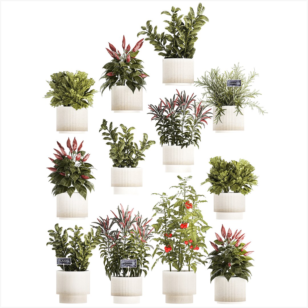 Vegetables Basil Rosemary Cherry Tomatoes Pepper 1433 model https://p.turbosquid.com/ts-thumb/9P/qIY0OC/cE/1plants25102301/jpg/1698319569/1920x1080/fit_q87/cf9956fdd816fd7b432685226b097008be8fb10b/1plants25102301.jpg