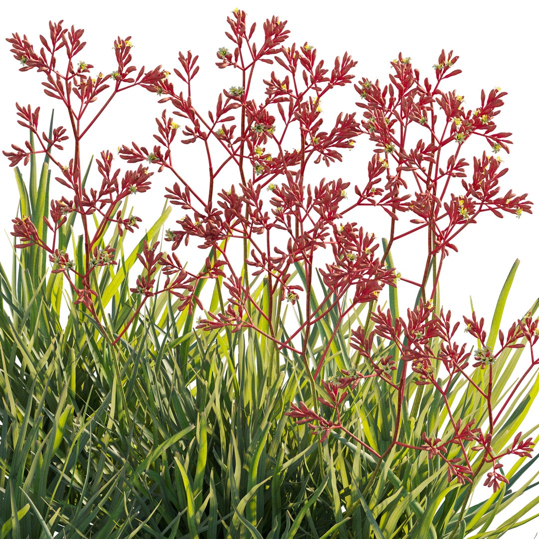 3D Anigozanthos flavidus - Kangaroo Paw 04 model https://p.turbosquid.com/ts-thumb/9Q/Bf3GHx/NB/3dtree_anigozanthosflavidus_04_05/jpg/1749099180/1920x1080/fit_q87/1bddb9104c9deea63041397b99b50265a0c12f81/3dtree_anigozanthosflavidus_04_05.jpg