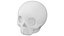 3D Decorative skull