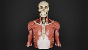 Human Anatomy-THORAX