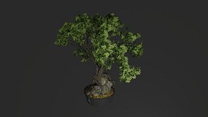 bonsai tree model