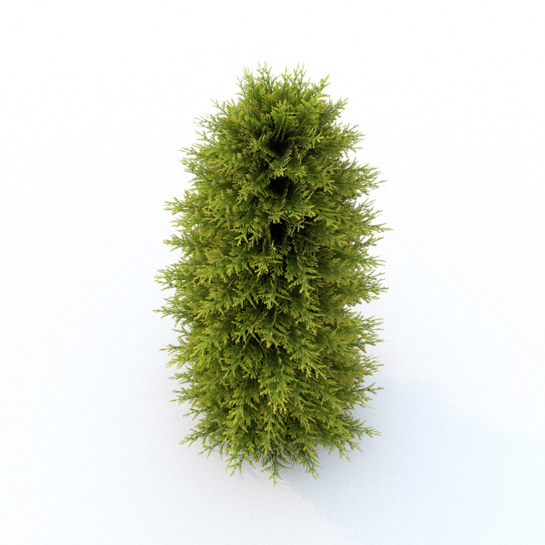 Free 3D Thuja 01 Model - TurboSquid 1287172