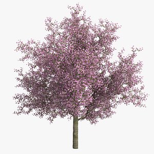 cherry tree 3d c4d