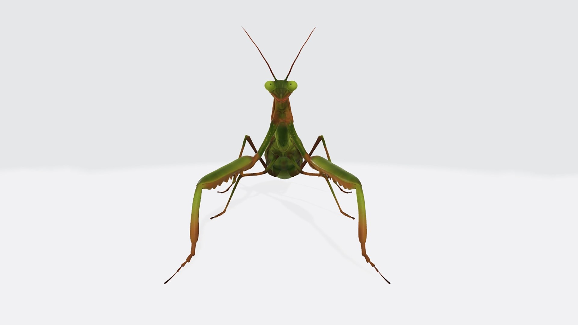 3D Praying Mantis Animal 3D Model Ready To Print - TurboSquid 2285244