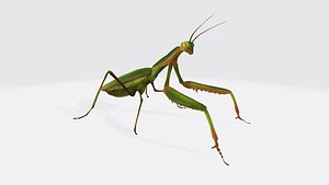 Praying Mantis Animal Ready to Print