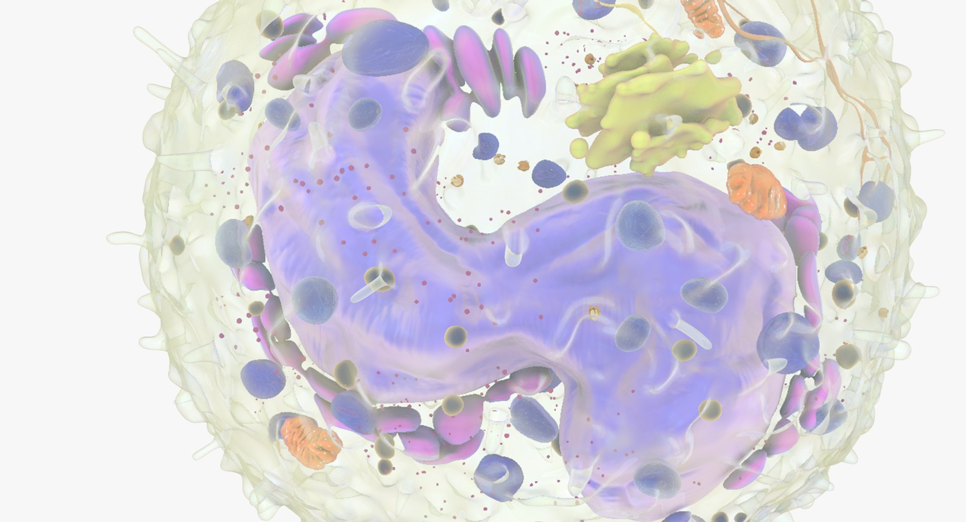 3D white blood cells basophil https://p.turbosquid.com/ts-thumb/9Q/jatk8p/7uBZ8u94/basophil_06/jpg/1522011598/1920x1080/fit_q87/1da7d9d4f5213fc7b9c5aac45b51ef193943b605/basophil_06.jpg