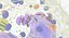 Basophil