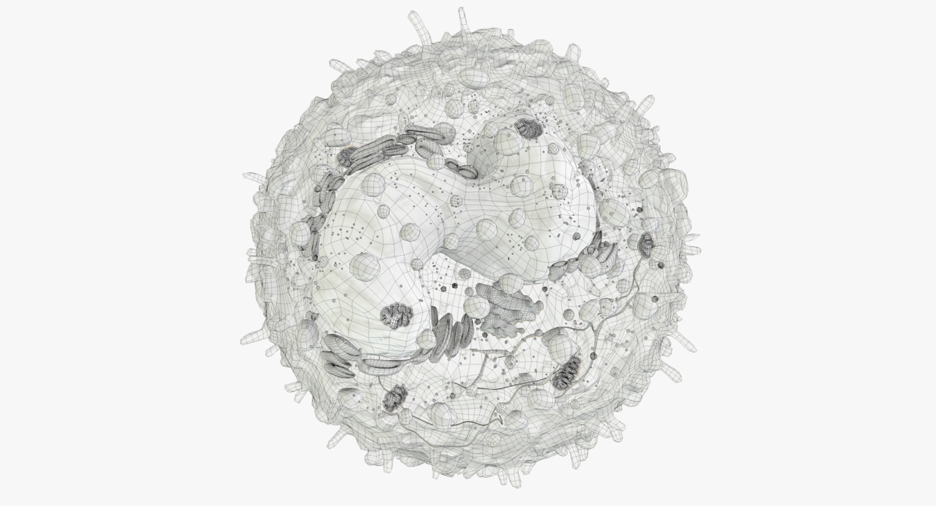 3D white blood cells basophil https://p.turbosquid.com/ts-thumb/9Q/jatk8p/K6raJwX4/basophil_outline/jpg/1522010922/1920x1080/turn_fit_q99/a3b97498353e595999670ec1b70d9c7aab46ff9f/basophil_outline-1.jpg