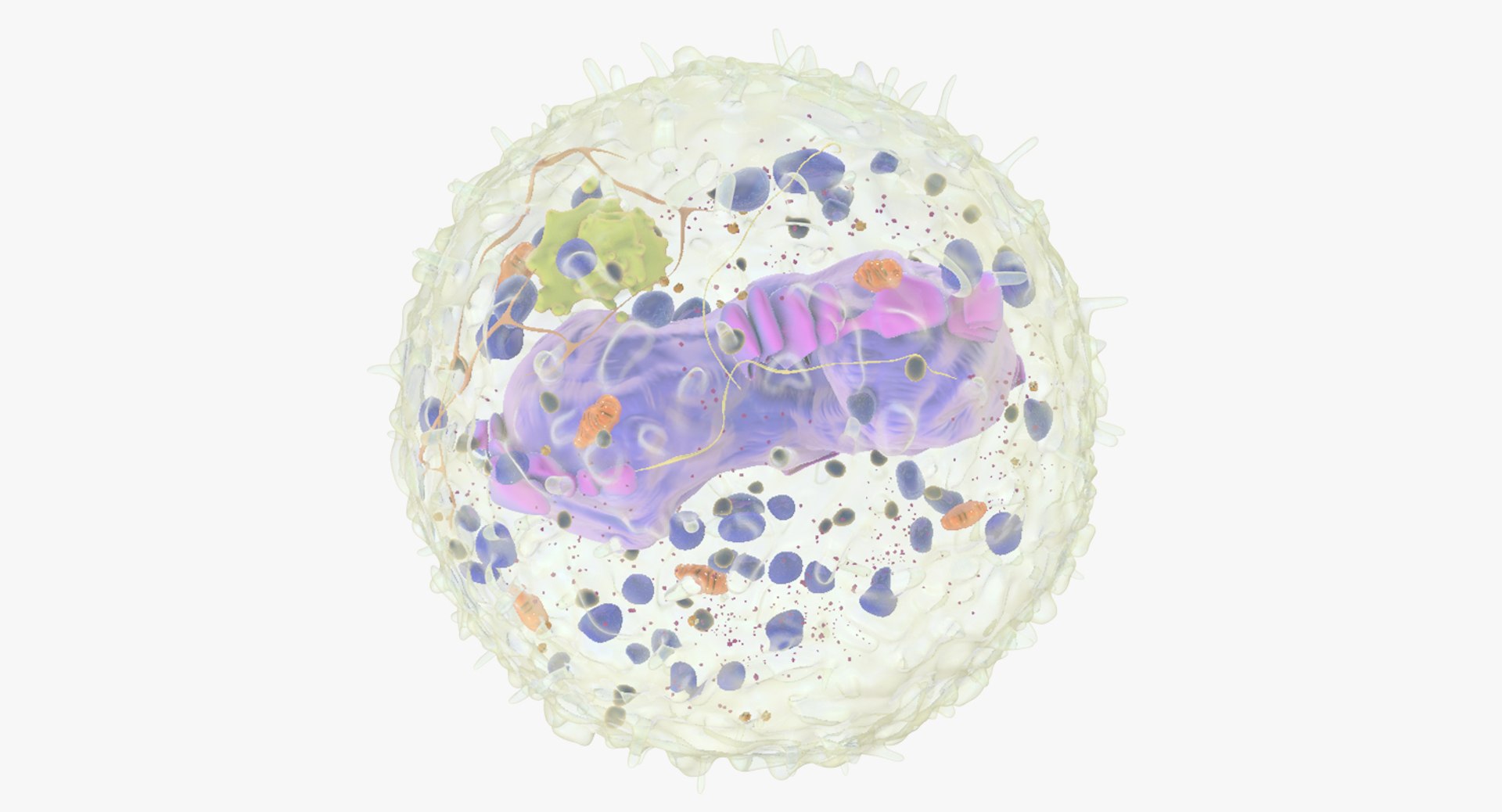 3D white blood cells basophil https://p.turbosquid.com/ts-thumb/9Q/jatk8p/KSOGSt4P/basophil_04/jpg/1522011598/1920x1080/fit_q87/83045db445637d0eb3844346fcb5bab83f977b33/basophil_04.jpg