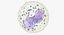 Basophil