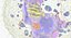 Basophil