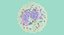 Basophil