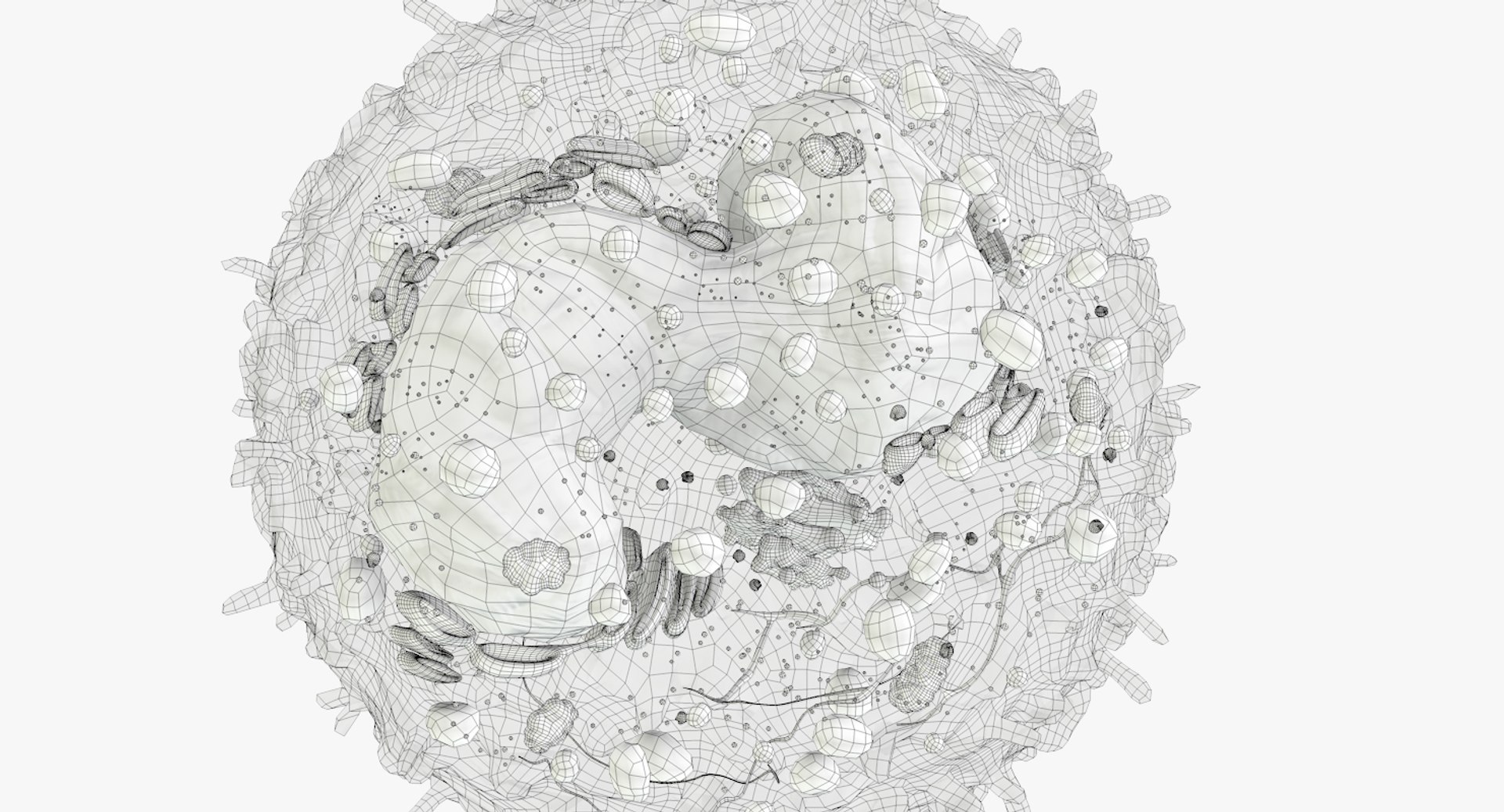 3D white blood cells basophil https://p.turbosquid.com/ts-thumb/9Q/jatk8p/cjjCmQfx/basophil_outline_00/jpg/1522063521/1920x1080/fit_q87/5c2df2af7f5cffb3d0e3fe8ae2b9a6acf7f1f539/basophil_outline_00.jpg