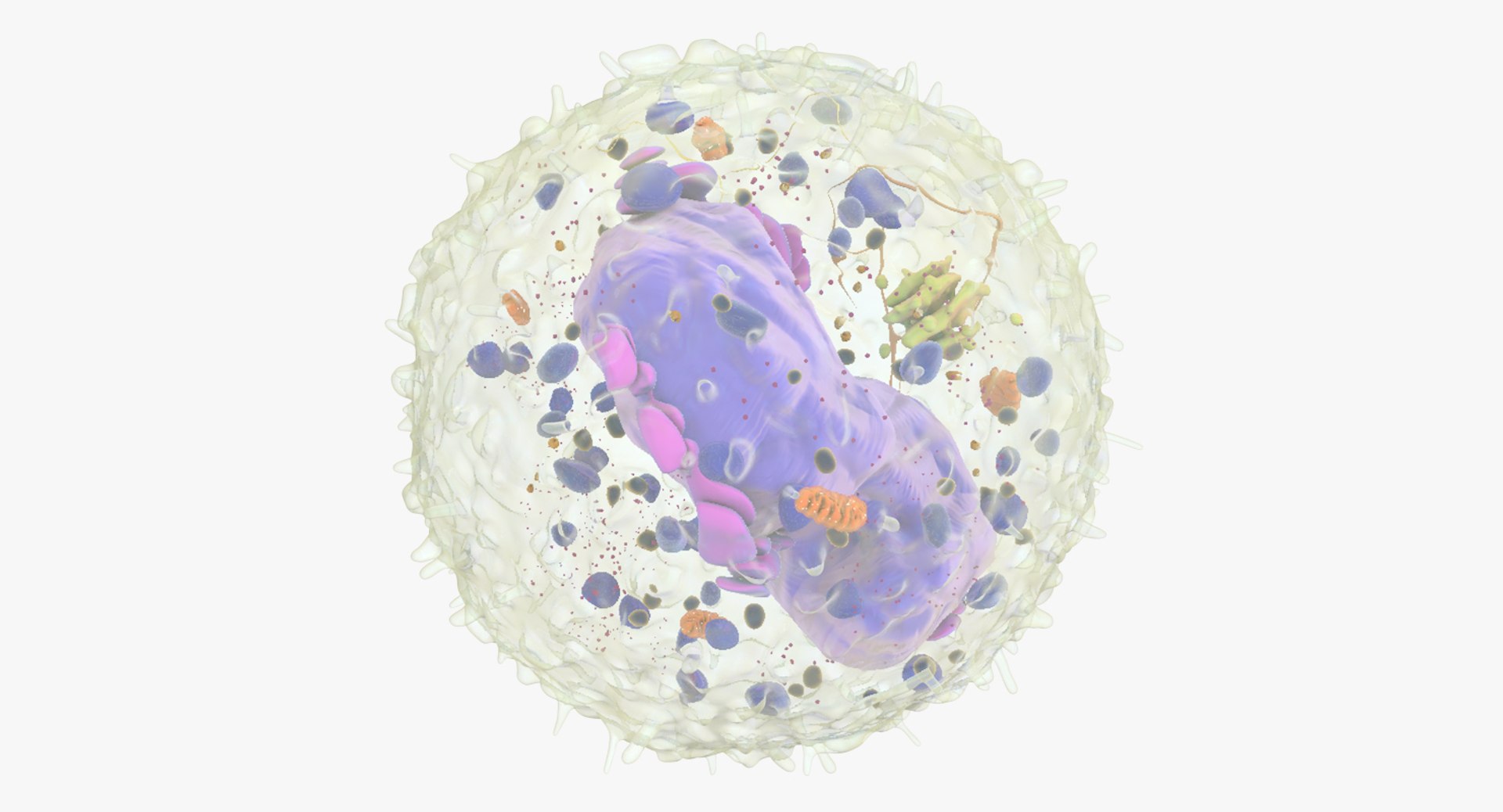 3D white blood cells basophil https://p.turbosquid.com/ts-thumb/9Q/jatk8p/h2bTIizc/basophil_03/jpg/1522011598/1920x1080/fit_q87/9f051fa5a0cceb82a7601af1bfa448d7d4f5356b/basophil_03.jpg