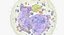 Basophil