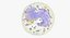 Basophil