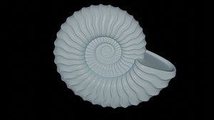 Ammonoid shell with sinuous ribs 3D