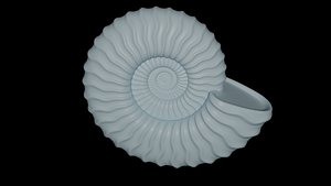 Ammonoid shell with sinuous ribs