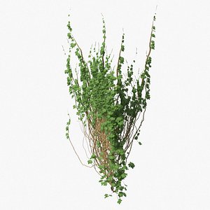 ivy pbr branches model