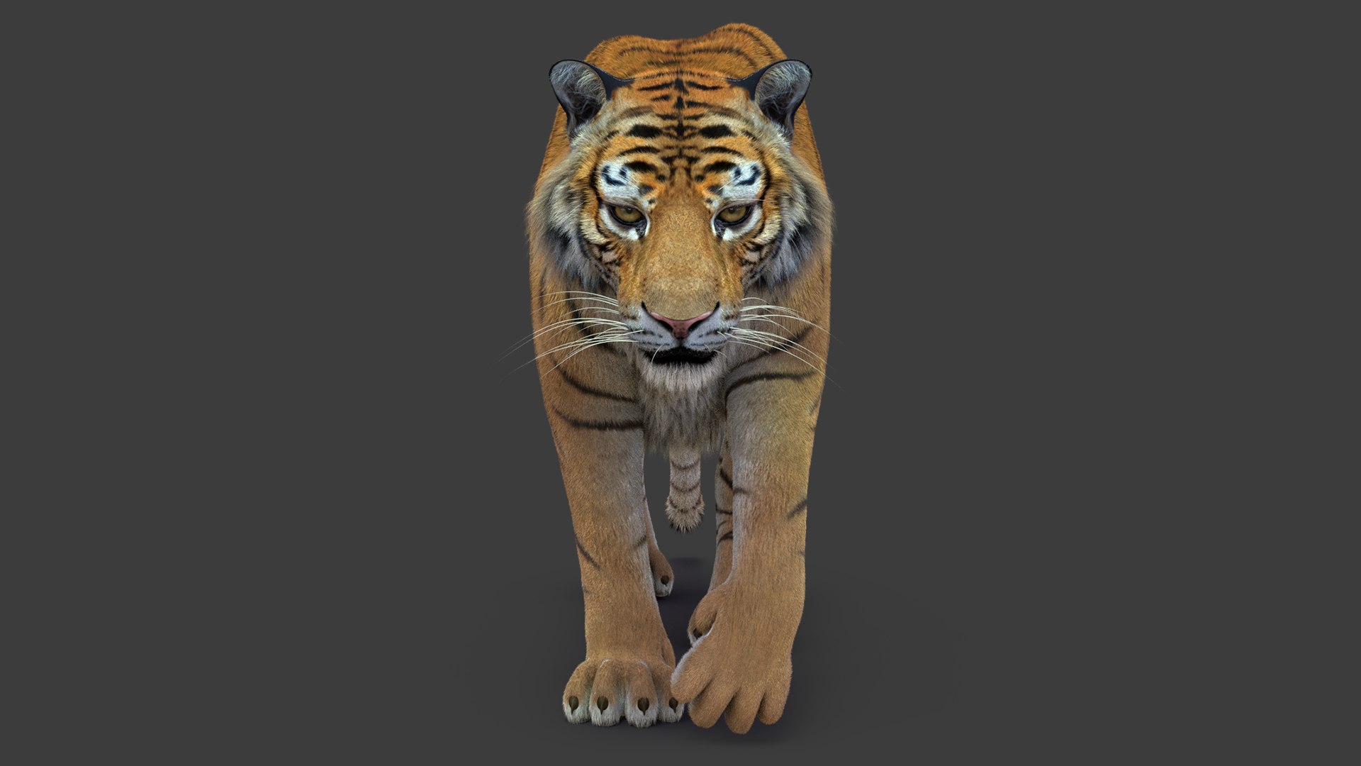 3D tiger 2 fur https://p.turbosquid.com/ts-thumb/9Q/v8nOFE/6iYKjyZA/tiger_01/jpg/1568487757/1920x1080/fit_q87/70127e7b71e2ea602e651cdab3c87bf810d46de2/tiger_01.jpg
