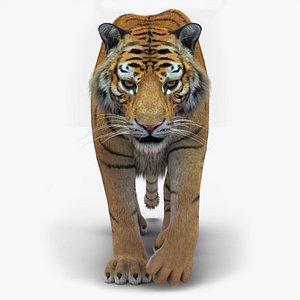 3D tiger 2 fur