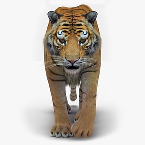 Tiger 2 Fur