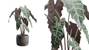 Alocasia Polly Concrete Planter