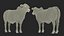 Nelore Cow Female Fur