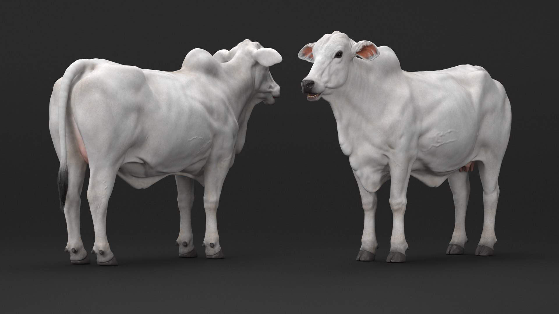 3D Nelore Cow Female Fur model https://p.turbosquid.com/ts-thumb/9Q/yocApR/FT/nelore_cow_female_fur_006/jpg/1733151159/1920x1080/fit_q87/498ce9474d3d5661d7195e78a3d19e1a47f854b2/nelore_cow_female_fur_006.jpg