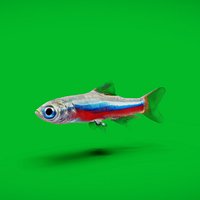 Neon Tetra Fish