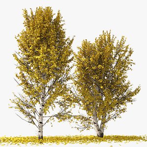 Fall Paper birch Trees