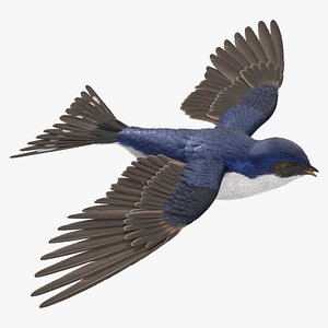 3D House Martin Bird Rigged