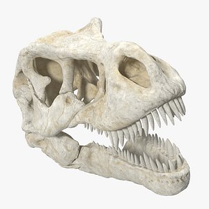 Tyrannosaurus Rex Skull