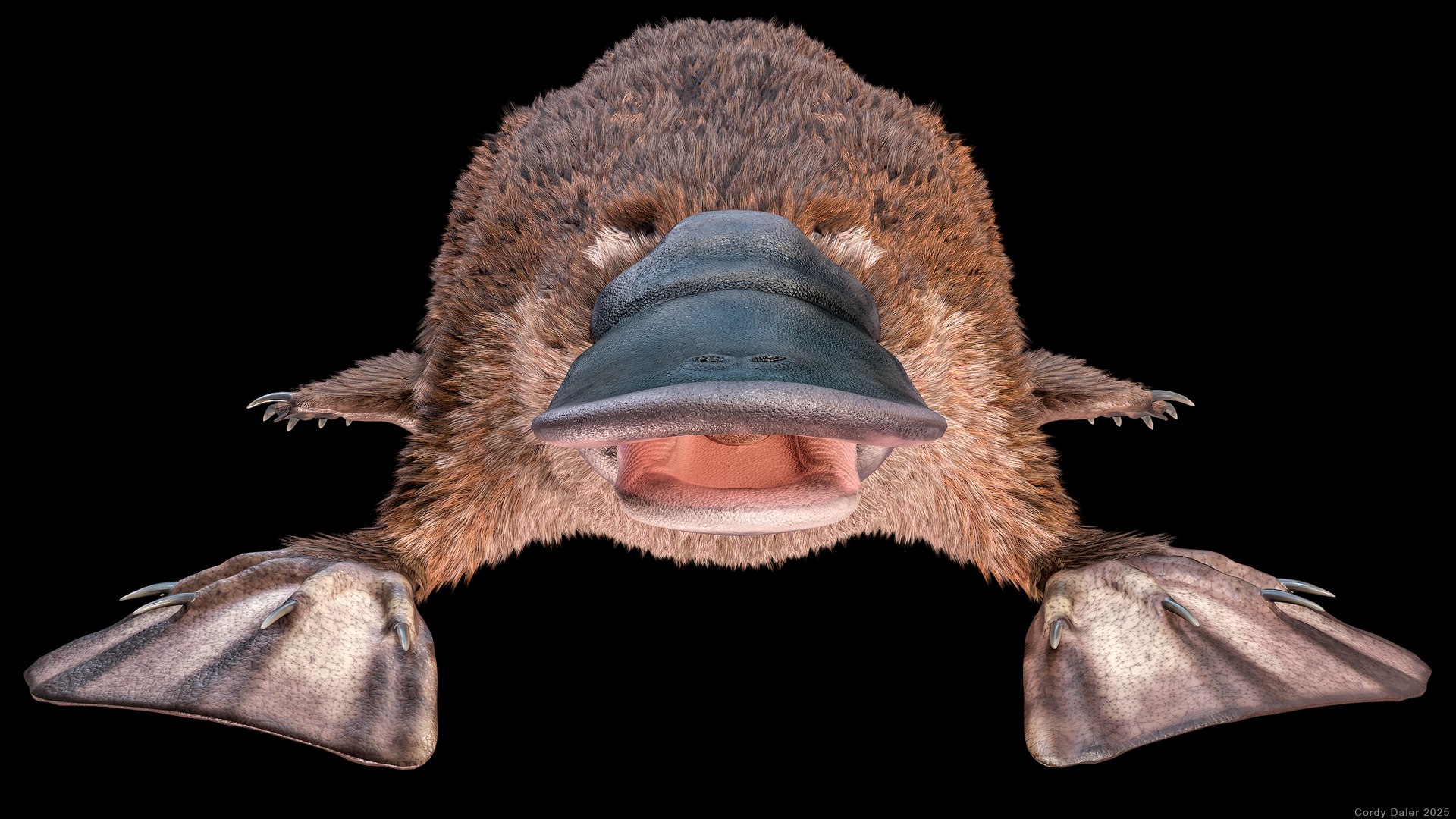 3D Platypus 8K PBR model https://p.turbosquid.com/ts-thumb/9R/bwmuFk/4A/r_viewport_024r/png/1762284014/1920x1080/fit_q87/15e91f51c431cf1295d89d9eae4fde0e0aafc89e/r_viewport_024r.jpg
