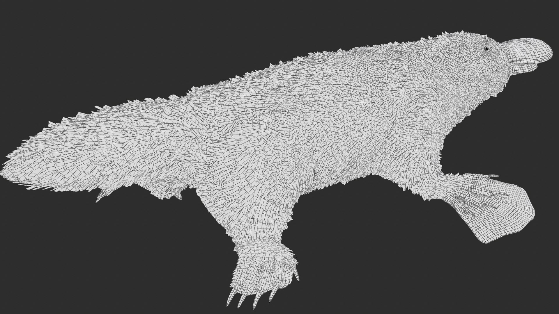 3D Platypus 8K PBR model https://p.turbosquid.com/ts-thumb/9R/bwmuFk/Rw/screenshot006/png/1762284610/1920x1080/fit_q87/33b95e114fa99b9e74c416e3c62049b4f4ff30a6/screenshot006.jpg