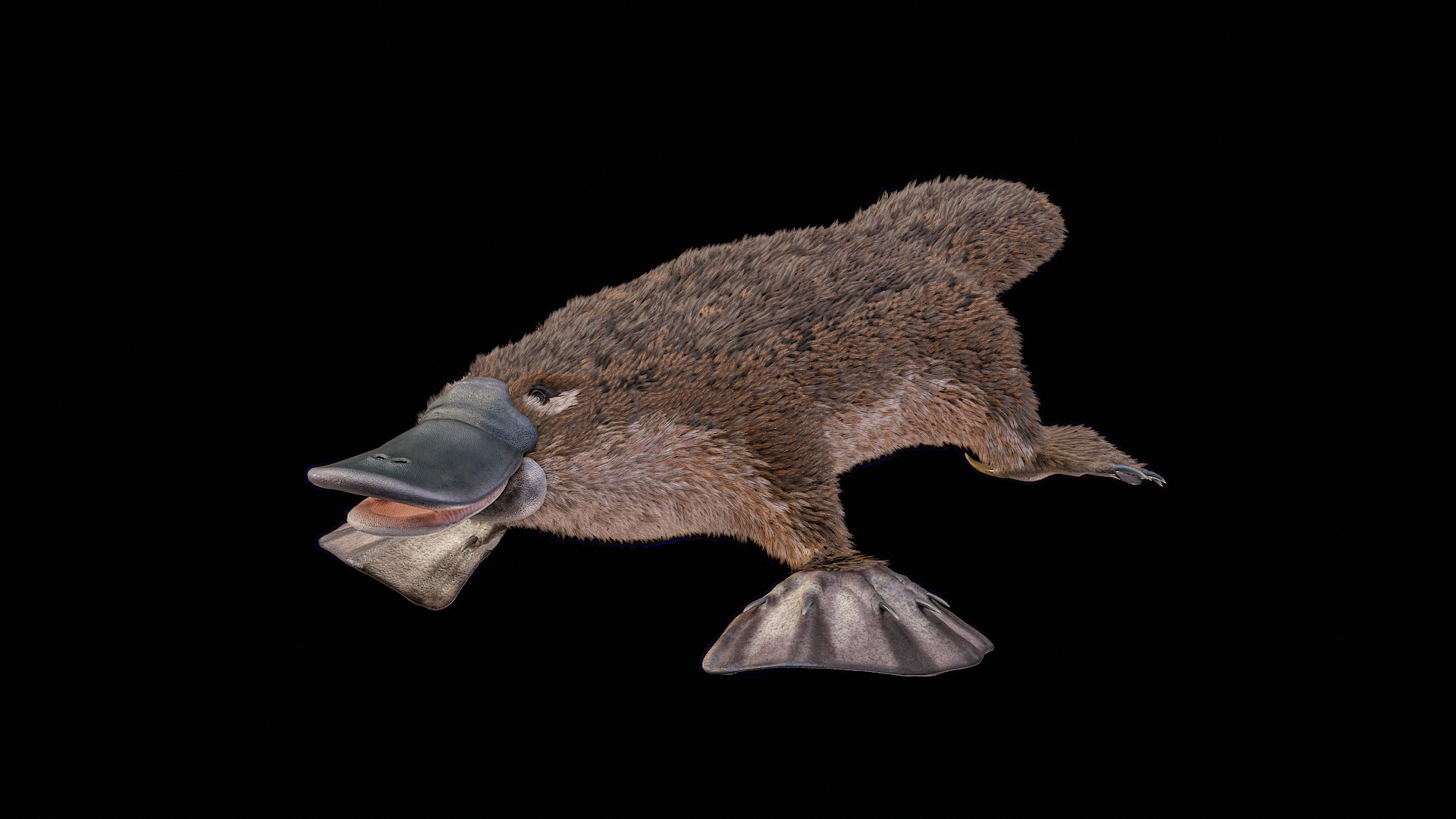3D Platypus 8K PBR model https://p.turbosquid.com/ts-thumb/9R/bwmuFk/iZ/turnigua/png/1762286103/1920x1080/turn_fit_q99/44e555dbecc152786f884f63e2348064e31b6b67/turnigua-1.jpg