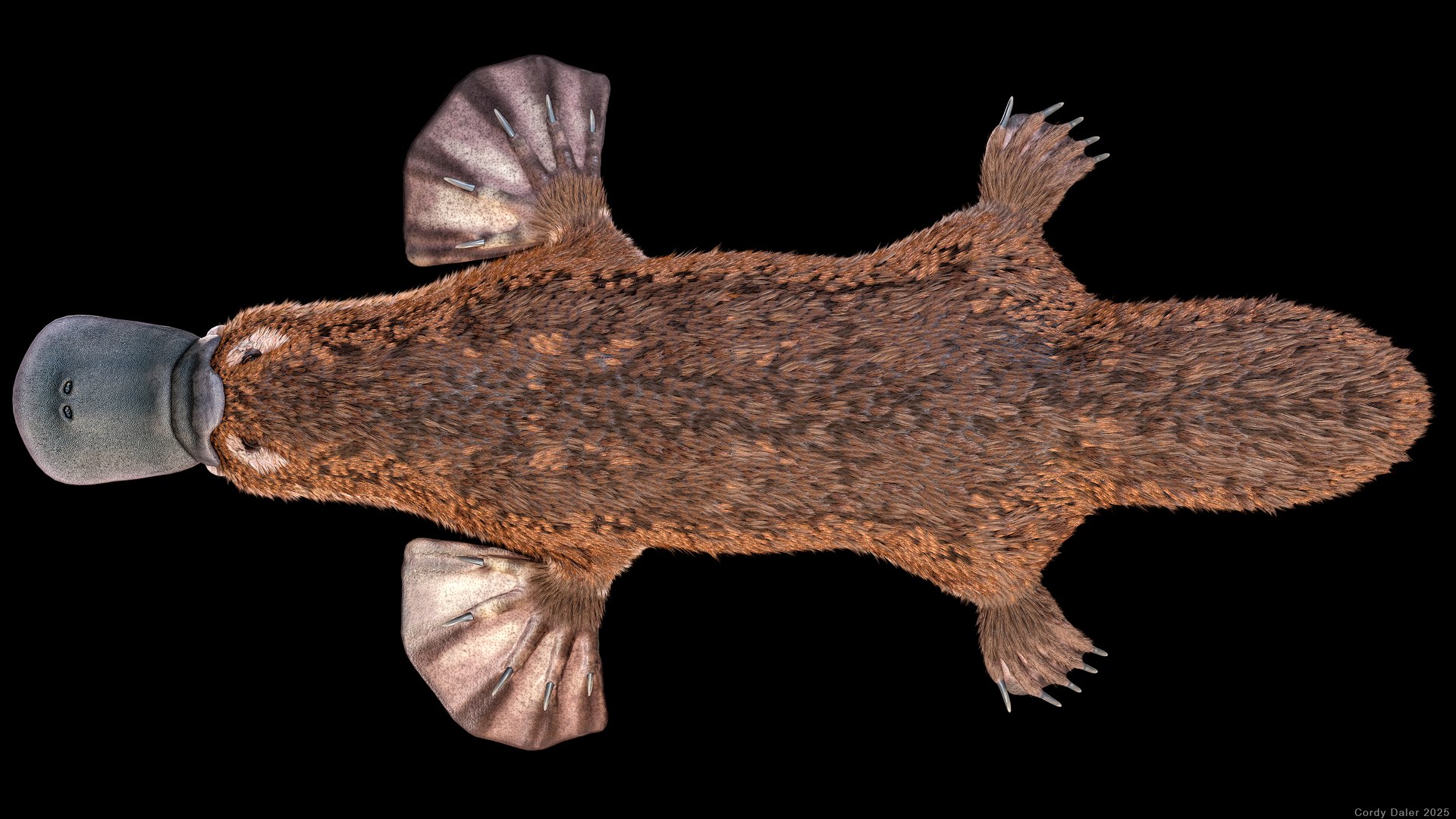3D Platypus 8K PBR model https://p.turbosquid.com/ts-thumb/9R/bwmuFk/n4/r_viewport_039r/png/1762284025/1920x1080/fit_q87/fe994075510eb50a9b9b77f923e46452856cf677/r_viewport_039r.jpg